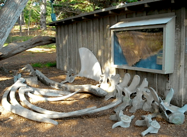 Visit the Whaler's Cabin at Point Lobos for a look at life in early California.