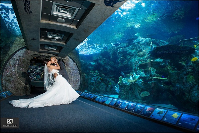 Aquarium of the Pacific - WeddingCompass.com